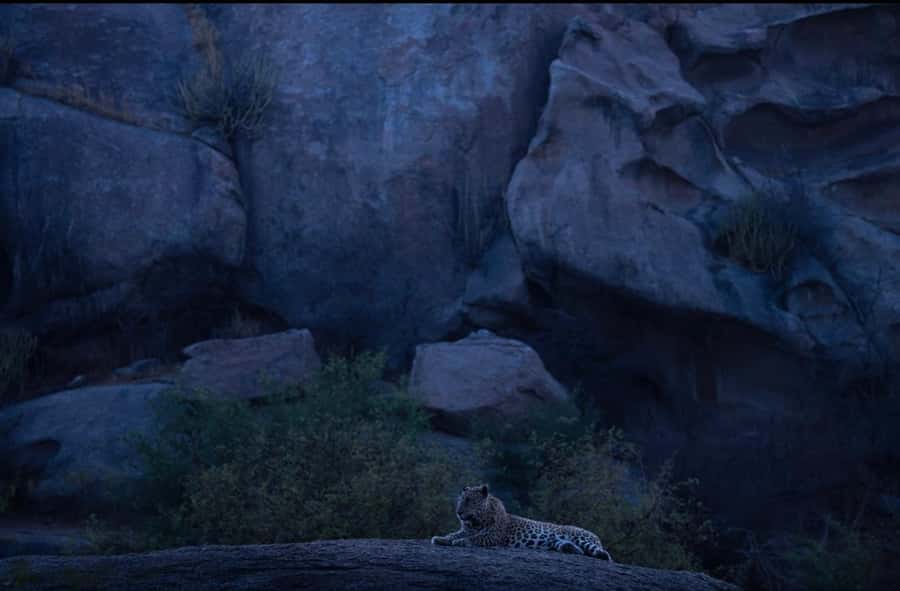 Jawai: Leopard Safari in Aravalli Hills - Who Will Love This Tour?