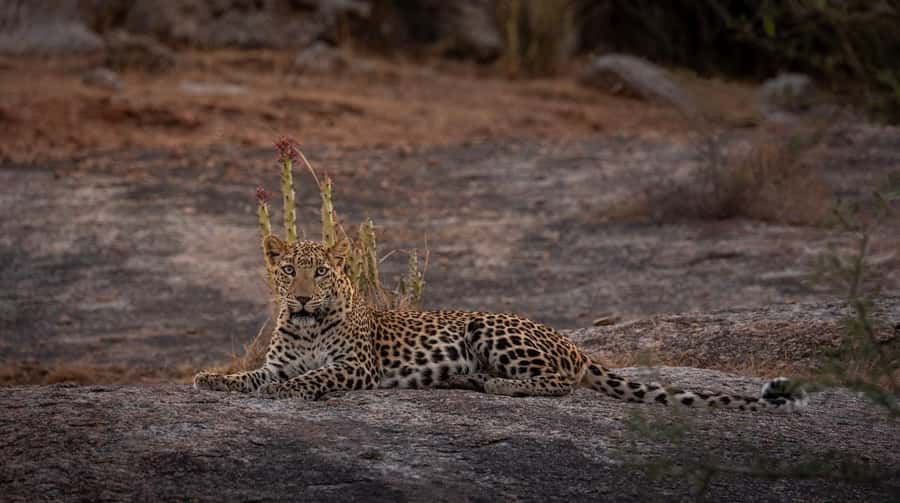 Jawai: Leopard Safari in Aravalli Hills - Exploring the Jawai Leopard Safari