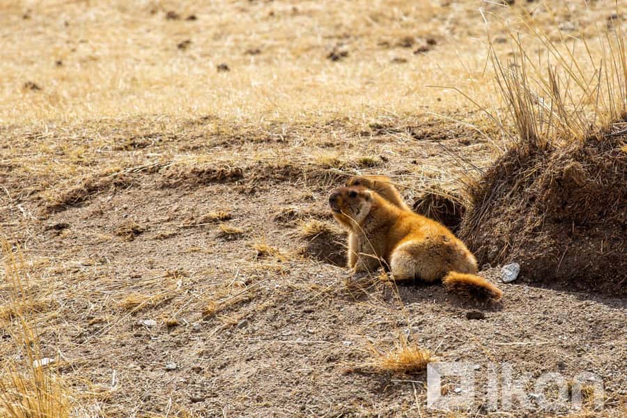 Ulaanbaatar: Hustai National Park Tour with Lunch - Discover Hustai National Park: An Authentic Day Trip from Ulaanbaatar  