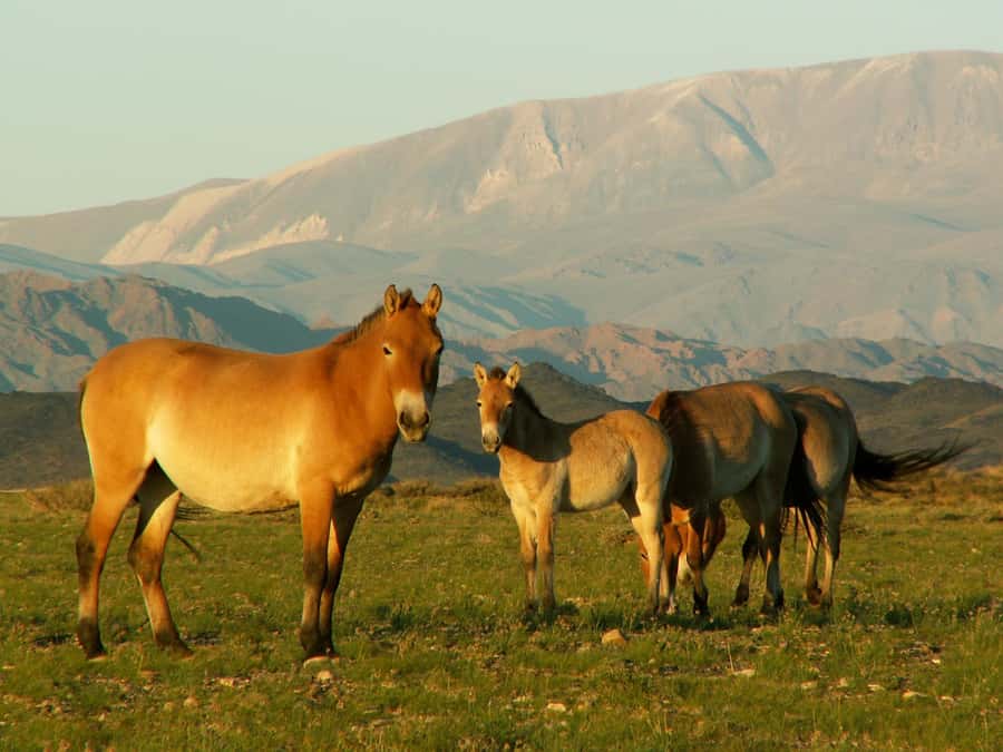 Ulaanbaatar: Hustai National Park Tour with Lunch - Wildlife and Nature at Hustai  