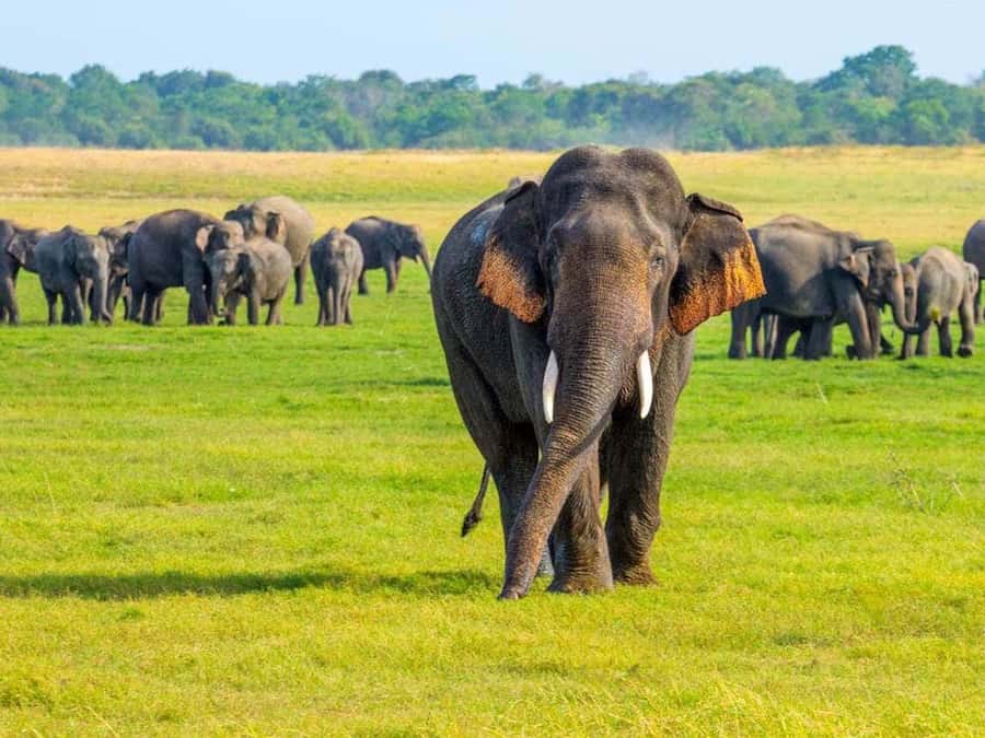 Private Minneriya Safari & Nature Experience from Sigiriya - Why This Tour Offers Great Value