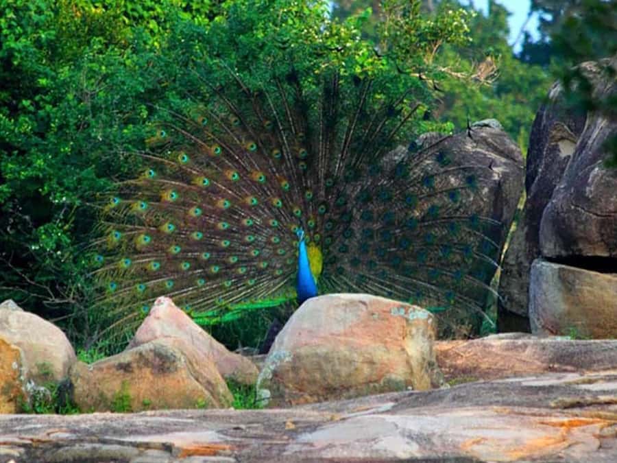 Private Minneriya Safari & Nature Experience from Sigiriya - Exploring the Itinerary and What You Can Expect