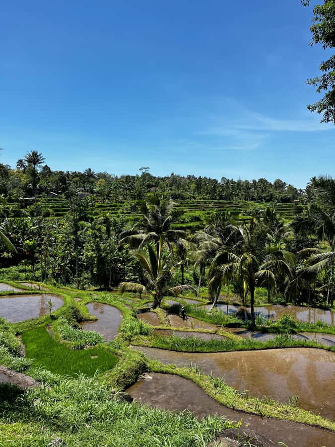 Tetebatu: Guided Village Cycling Tour with Lunch - Good To Know