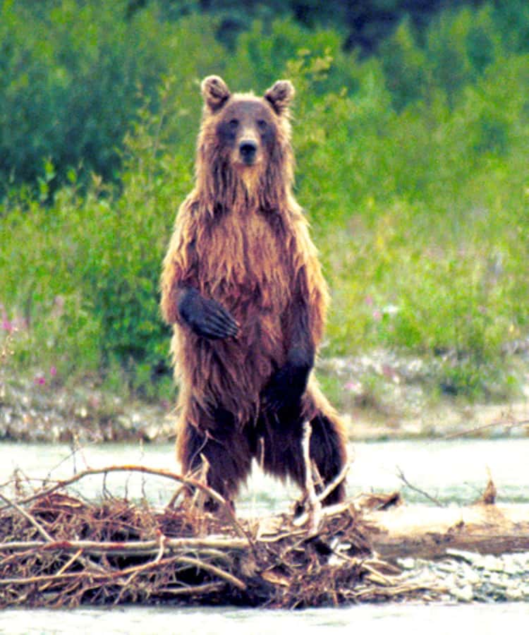 Matanuska River Scenic Float - Key Points