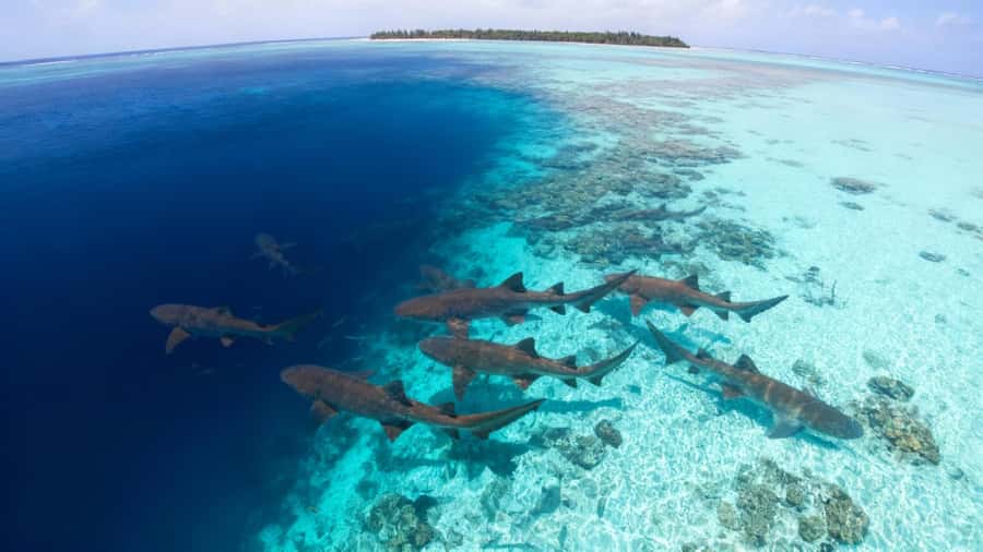 Local Experience: Nurse Shark & Hidden Reefs of Ari Atoll - An Authentic Dive into Maldives Marine Life