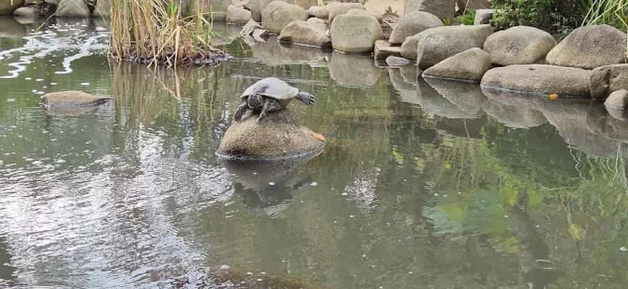 Tour Hiroshima: Explore Its Spiritual & Cultural Treasures - Practical Considerations & What You’ll Experience