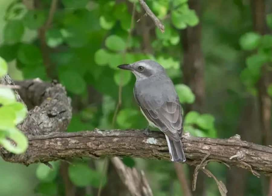 Sinharaja Rainforest Morning Bird watching walking Tour - Transportation and Convenience
