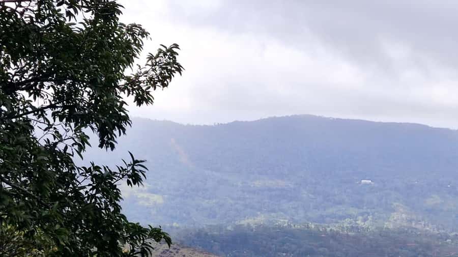 Sinharaja Rainforest Morning Bird watching walking Tour - Final Thoughts