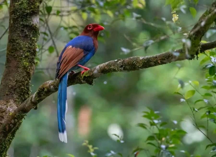 Sinharaja Rainforest Morning Bird watching walking Tour - Why Choose This Tour? The Highlights