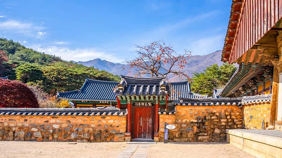 Busan: Discovery Tour With Snow & UNESCO Spot - Final Thoughts: Who Is This Tour Perfect For?