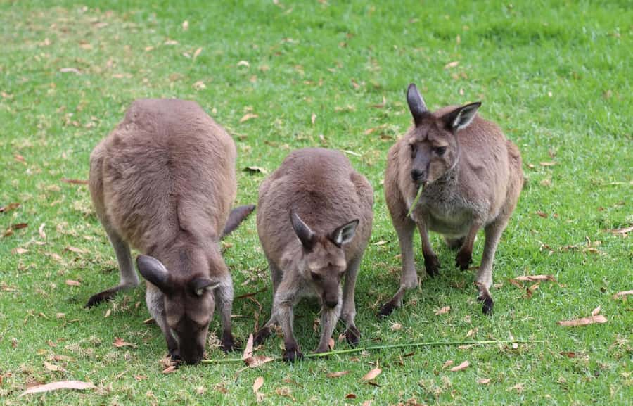 Yarra Valley | Redwoods, Wildlife, Wine, Chocolate - FAQs