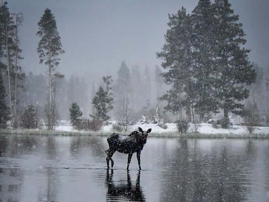 Rocky Mountain Winter Wonderland Adventure Tour - Key Points