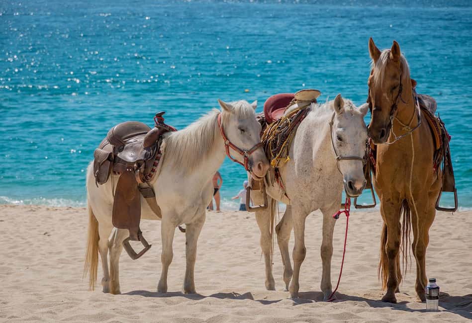Punta Cana Beach Horseback Riding Tour - The Sum Up