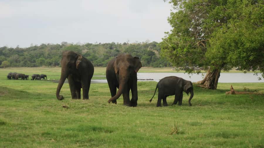 Discover the Best of Sri Lanka in 5 Days Private Tour - Wildlife and Beaches: The Final Day