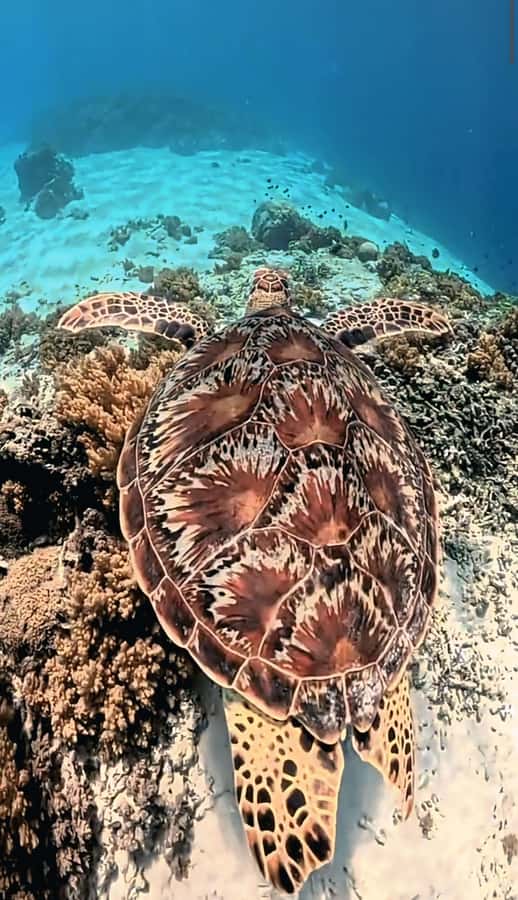 Lombok: Pink Beach & Exclusive Snorkeling Gili Petelu - What Makes This Tour Stand Out?