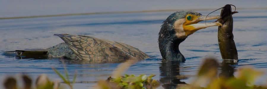 From Delhi, Agra, or Jaipur: Bharatpur Bird Sanctuary Tour - What to Expect: A detailed look at the day