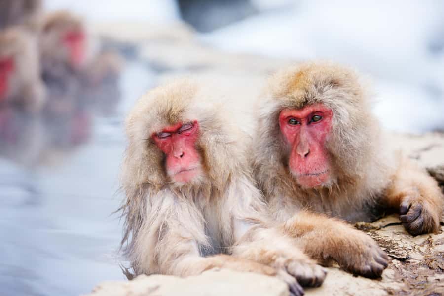 Nagano: Zenko-ji Temple, Snow Village & Monkey Park Tour - Good To Know