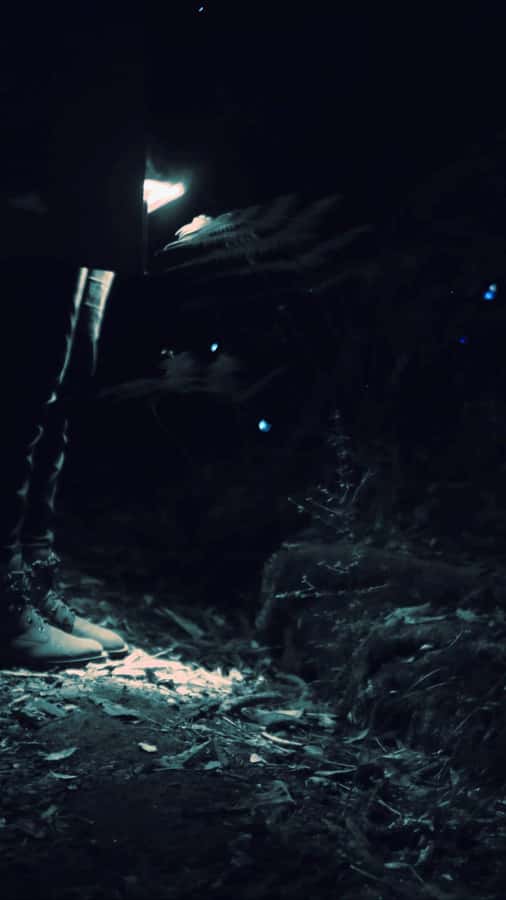 See Auckland's Secret Glow Worms - Key Points