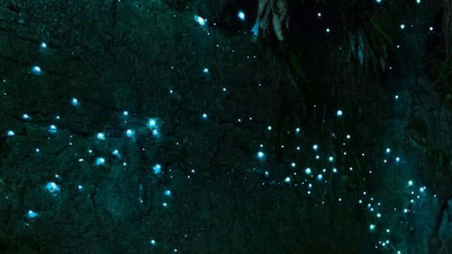 See Auckland's Secret Glow Worms - An Authentic Look at Auckland’s Hidden Natural Wonderland