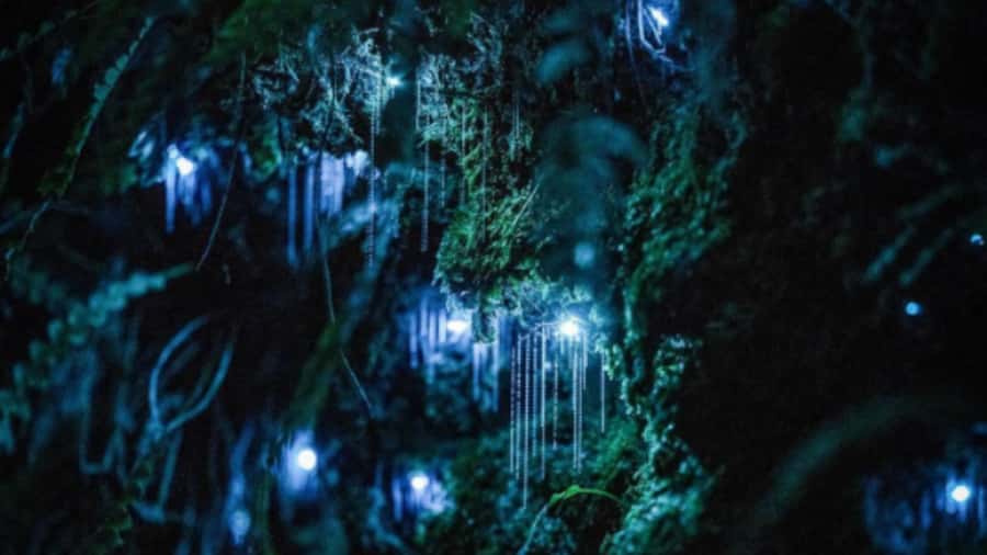 See Auckland's Secret Glow Worms - Why This Experience Is Worth It