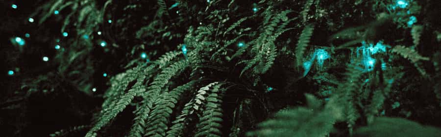 See Auckland's Secret Glow Worms - What to Expect on the Tour