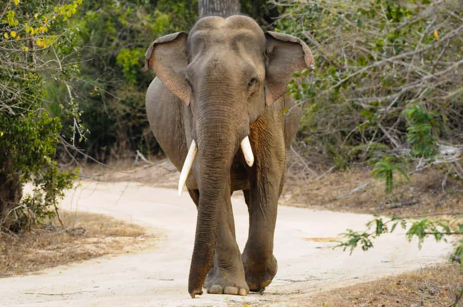 Yala Eco Safari  Wild Conservation Expedition - Exploring Yala National Park: An In-Depth Look