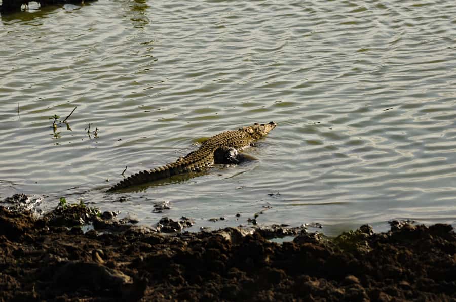 Yala Eco Safari  Wild Conservation Expedition - Final Thoughts