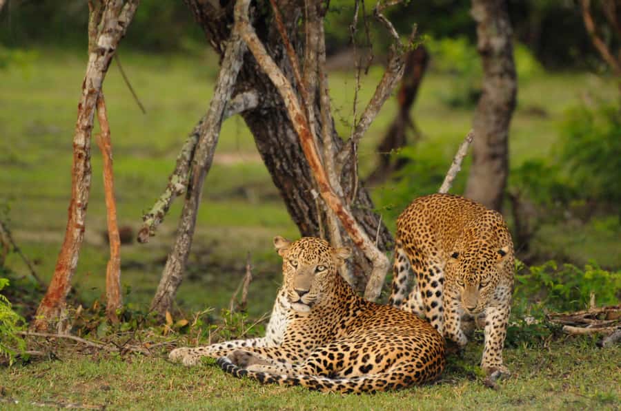 Yala Eco Safari  Wild Conservation Expedition - Key Points