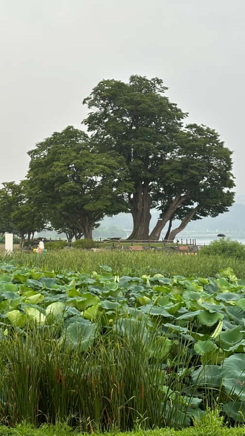 Seoul: "Taste Korea Slow" Full Day Escape & Wellness Tour - FAQ