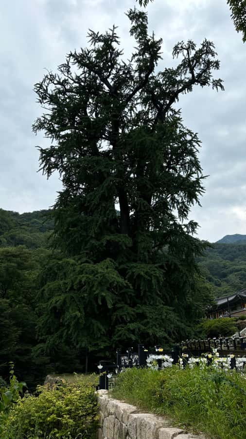 Seoul: "Taste Korea Slow" Full Day Escape & Wellness Tour - Sunset Lotus Dinner: A Quiet End