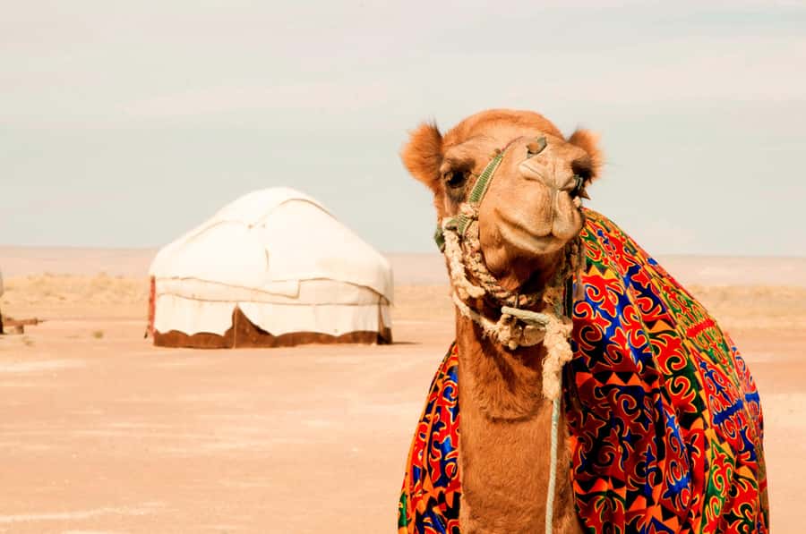 Safari in Kyzylkoum and Lake Aydar (2 days): yurt camping and more! - Exploring the Itinerary: An In-Depth Look