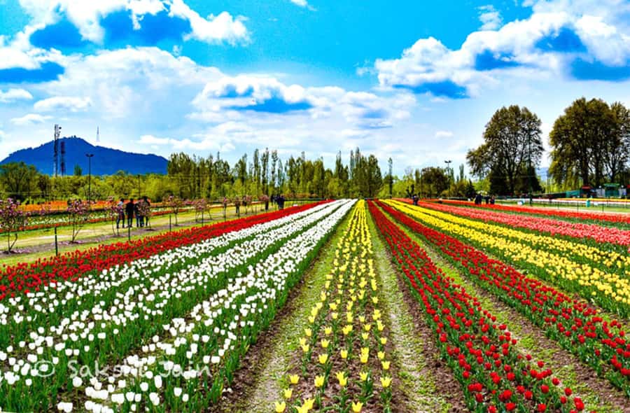 Srinagar: Tulip Garden With Shikra Ride on Dal Lake Tour - What Reviewers Say