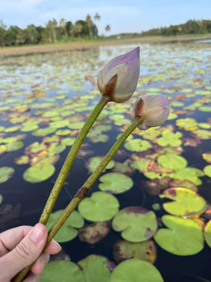 Weligama: Sunrise or Sunset Lotus Picking Canoe Tour - Good To Know