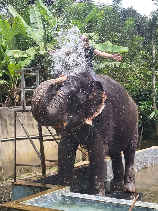 Kochi:- Same Day Periyar Wildlife Tour with Elephant Bath - The Sum Up: Is This Tour Worth It?