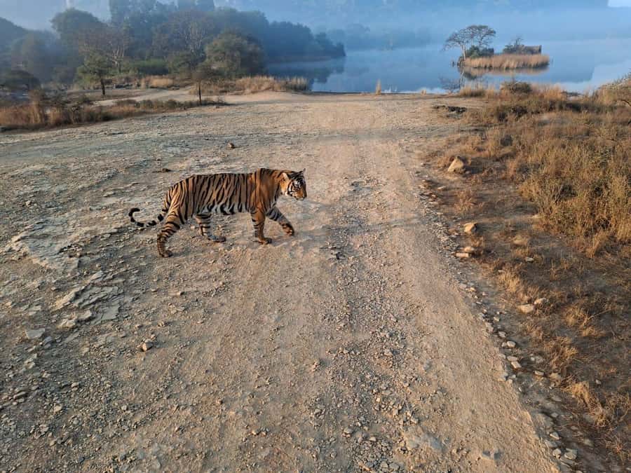 Ranthambore Tiger Reserve: jeep & canter Safari booking now - The Sum Up