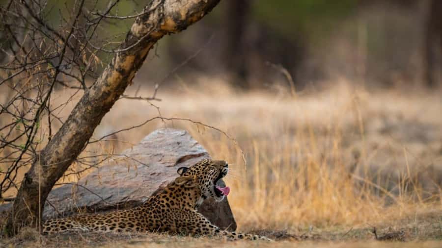 Ranthambore Tiger Reserve: jeep & canter Safari booking now - Key Points