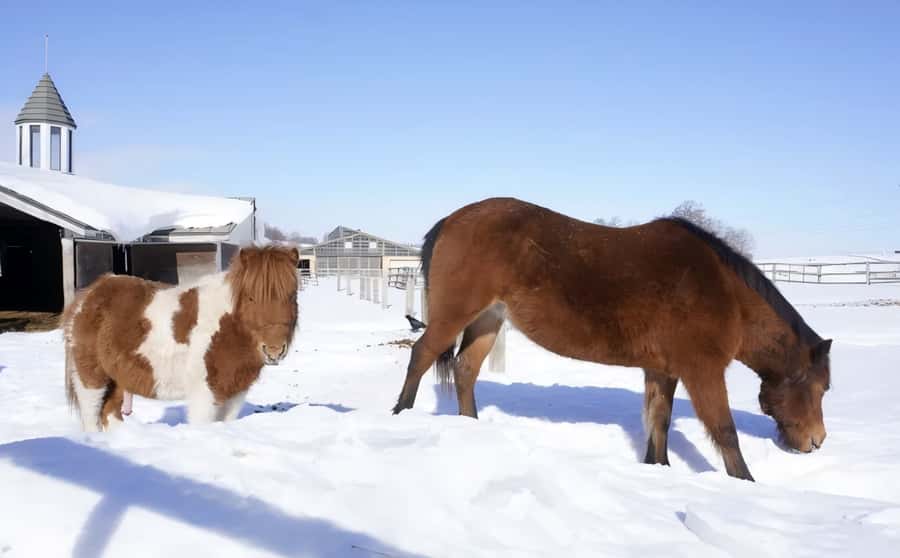 Penguins, Countryside & Fairytale VillageSapporo Day Trip - Practical Details and Considerations