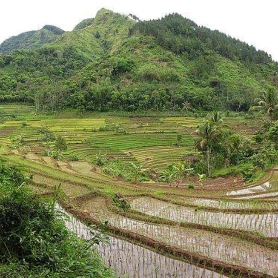 Yogyakarta: 3 Days Exclusive Highlights Tour - Good To Know