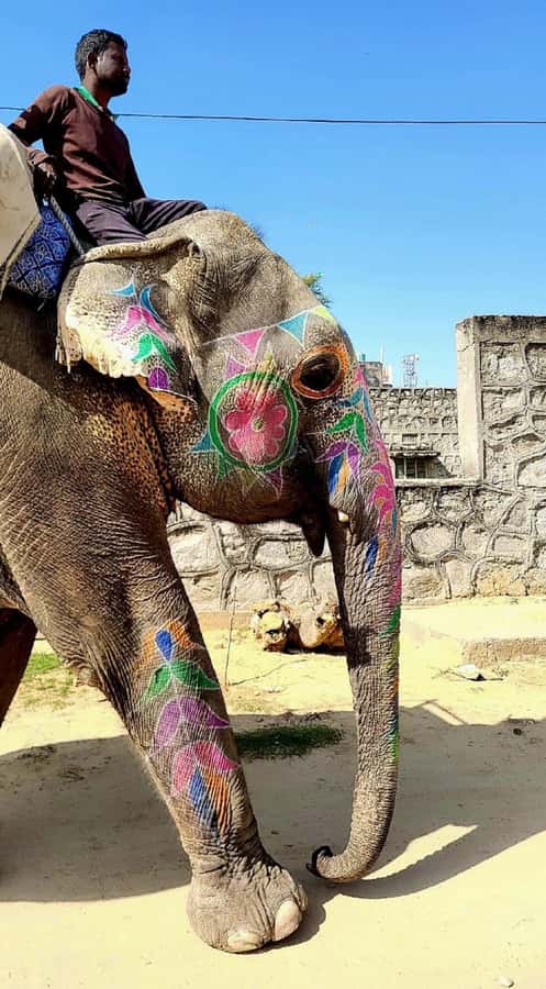 Jaipur: Hathi Gaon Elephant Riding Painting-Feeding Activity - FAQs