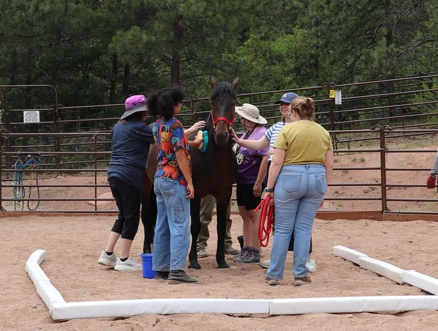Florissant: Private Horse Experience with Rescue Mustangs - FAQ