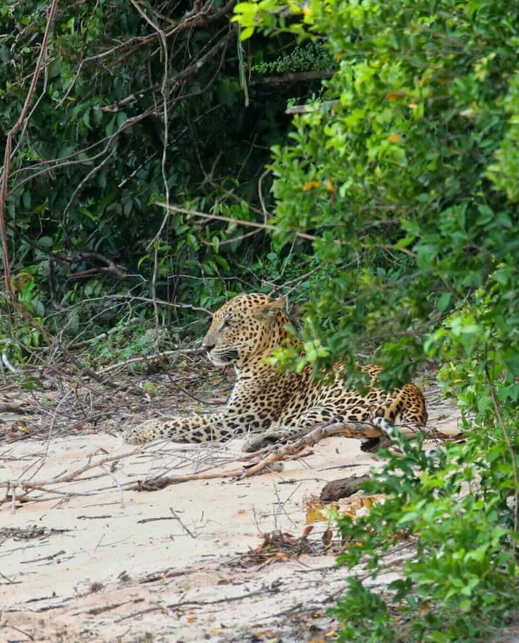 Responsible Wilpattu National Park Jeep Safari from Colombo - Introduction to Wilpattu Safari