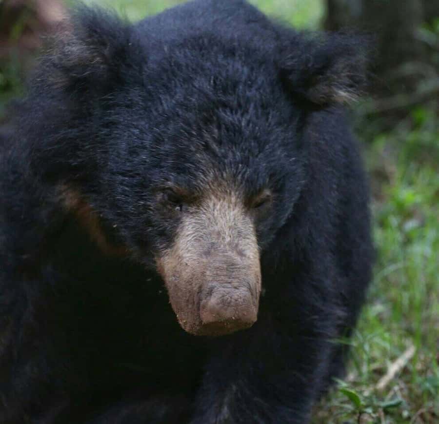 Responsible Wilpattu National Park Jeep Safari from Colombo - An In-Depth Look at the Itinerary