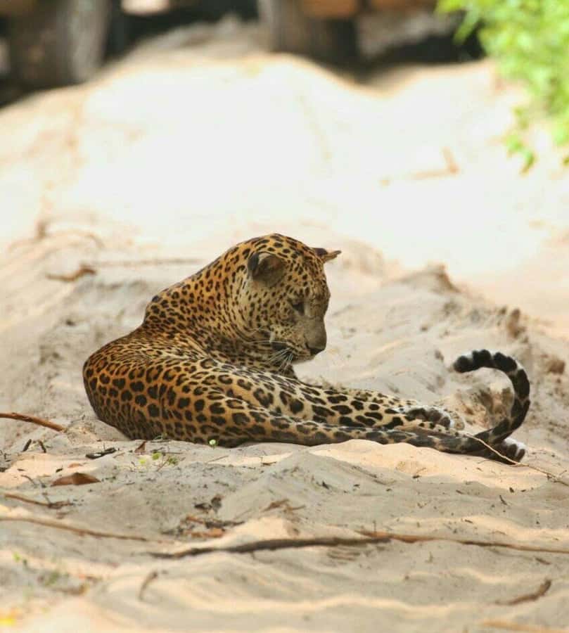 Responsible Wilpattu National Park Jeep Safari from Colombo - Practical Details & Considerations