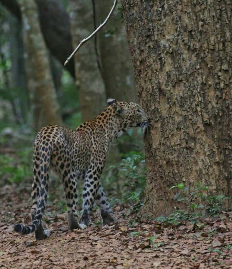 Responsible Wilpattu National Park Jeep Safari from Colombo - What Real Travelers Say
