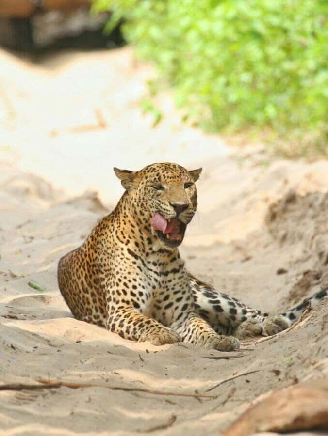 Responsible Wilpattu National Park Jeep Safari from Colombo - The Experience of Responsible Wildlife Tourism