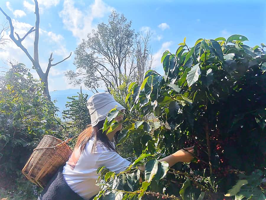 Yunnan Coffee Valley | Half-Day Road Trip - Key Points