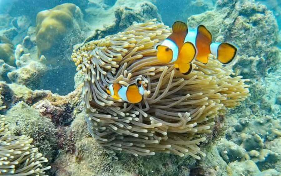 Koh Lanta: Koh Rok and Koh Ha Snorkeling Day Trip - Who Will Enjoy This Tour?