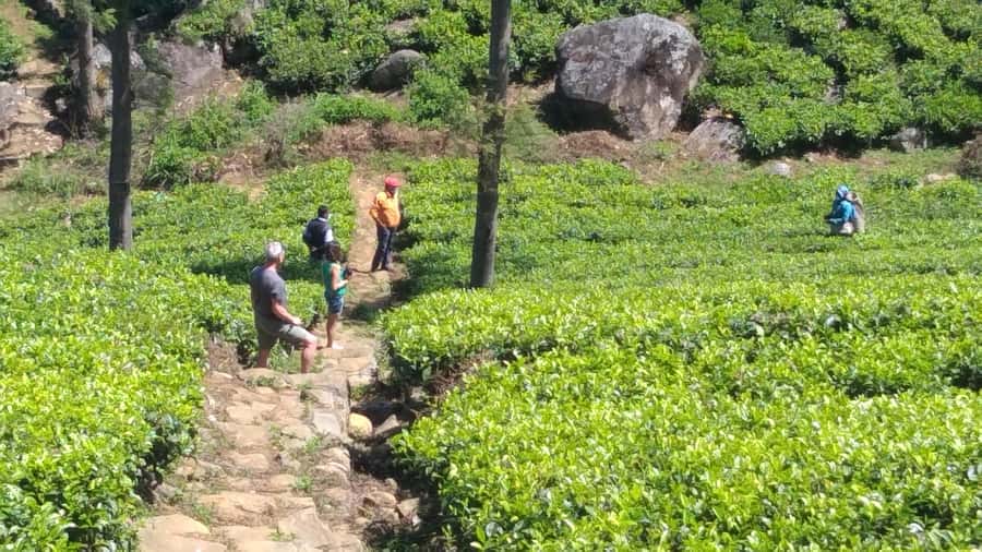 Sri Lanka: Ceylon Royal Tea Trails Trekking Tour - Authenticity and Unique Experiences