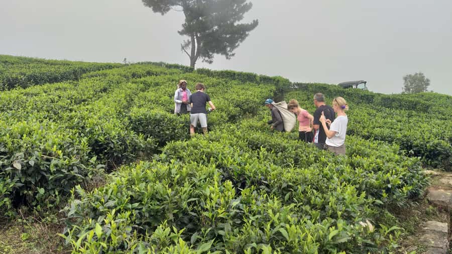 Sri Lanka: Ceylon Royal Tea Trails Trekking Tour - FAQs