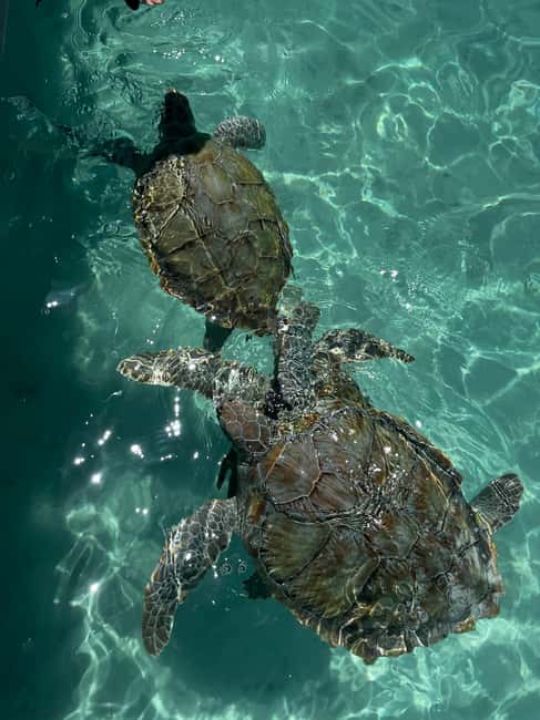 Nassau: Private Boat Charter Snorkel Tour - FAQ